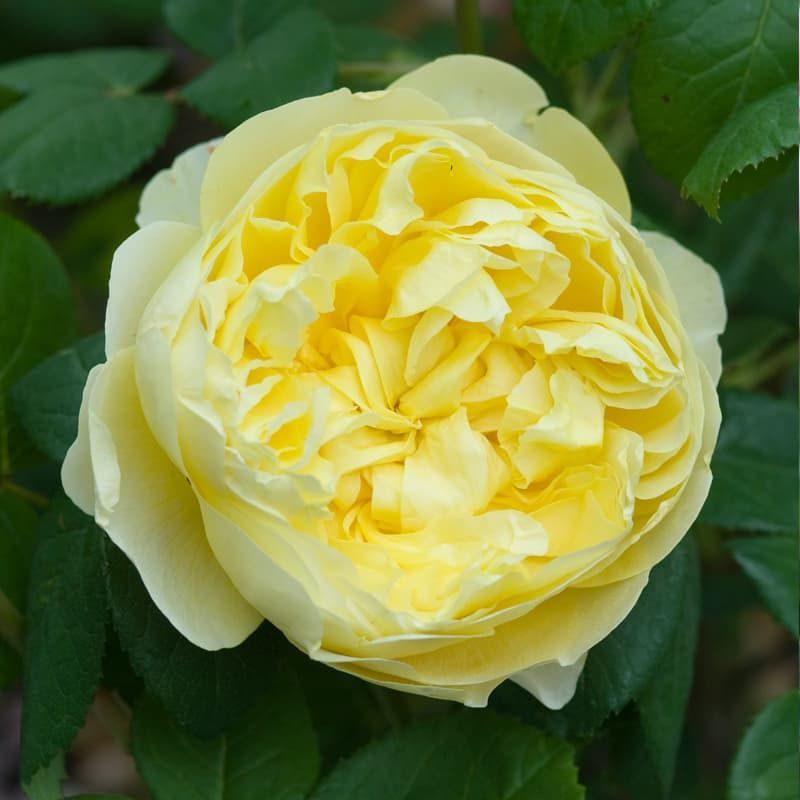 David Austin Shrub Rose 'Charles Darwin' 6 Litres