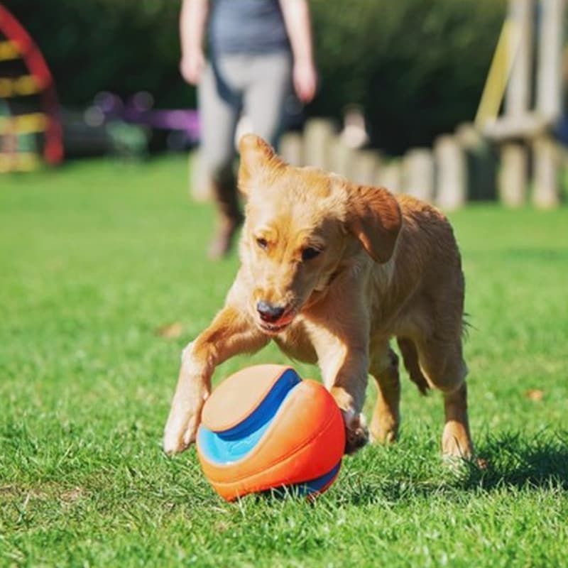 Chuck it kick discount ball