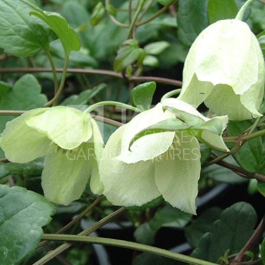 Clematis cirrhosa 'Wisley Cream' 3 Litres