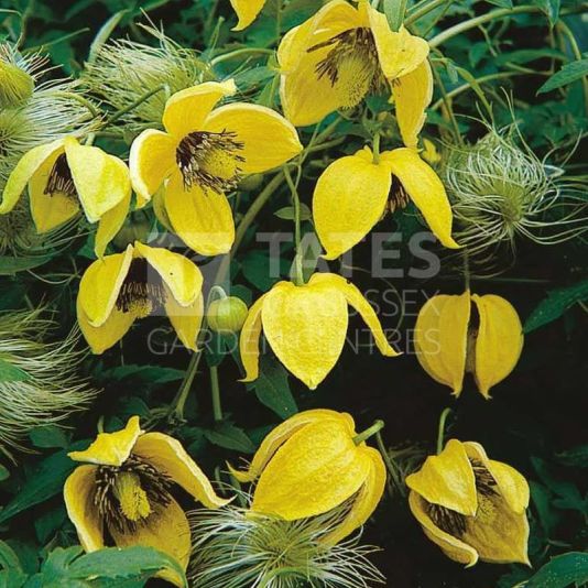 Clematis orientalis 'Bill Mckenzie' 3 Litres