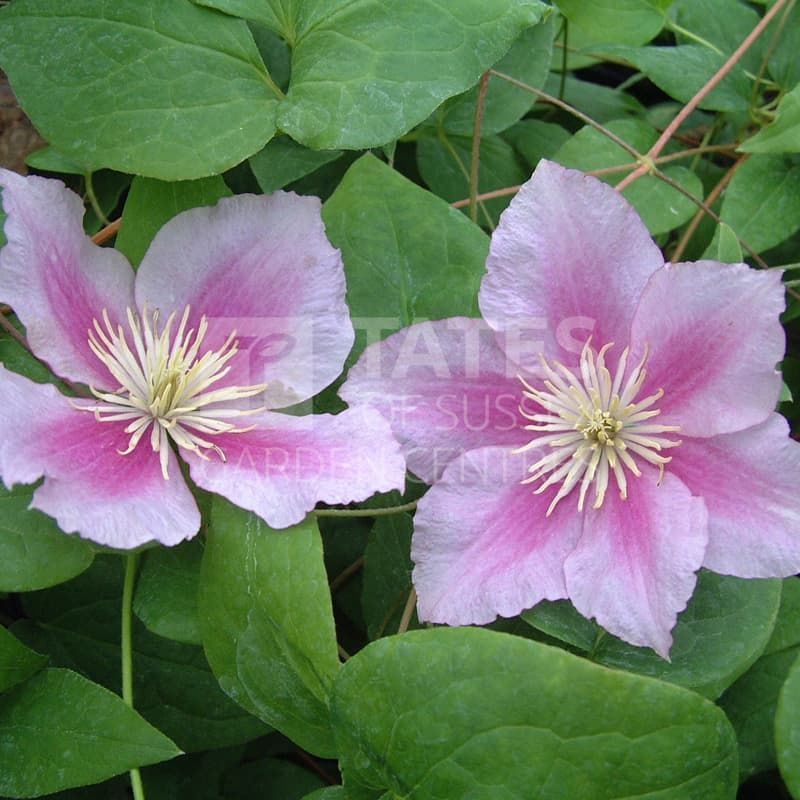 Clematis 'Piilu' 3 Litres