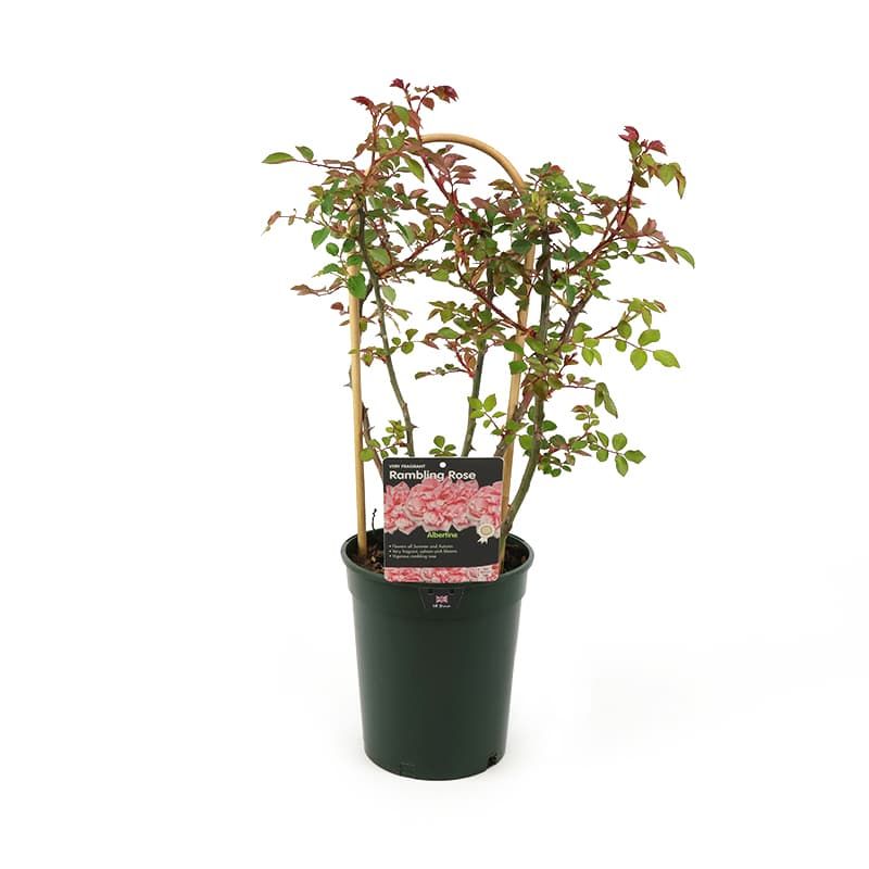 Climbing Rose 'Albertine' 4 Litres