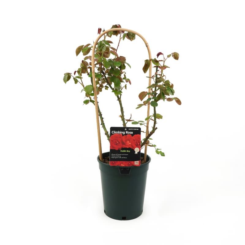 Climbing Rose 'Dublin Bay' 4 Litres