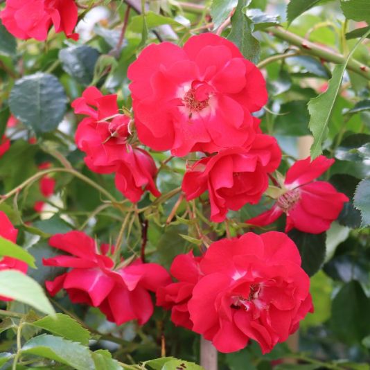 Climbing Rose 'Olympic Flame' 4 Litres