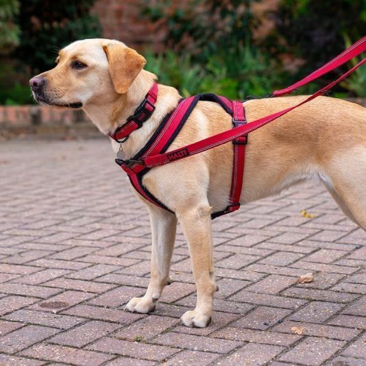 Halti Comfy Harness Red Extra Small Dog Collars Harnesses