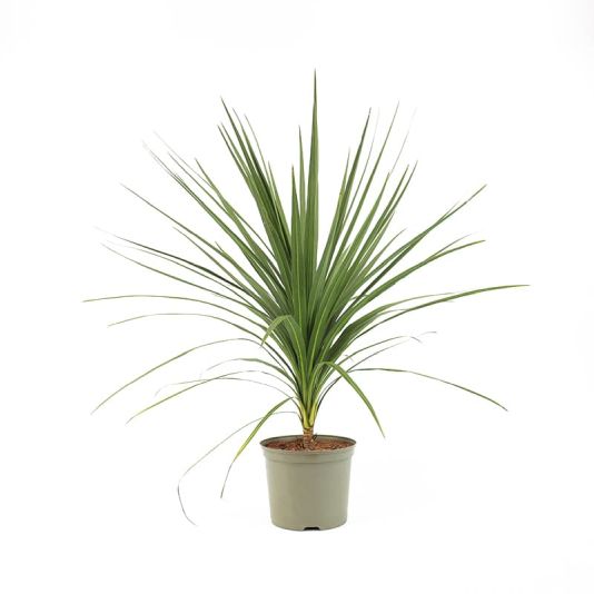 Cordyline australis 7.5 Litres