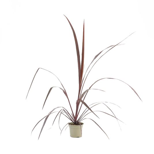 Cordyline 'Festival Burgundy' 2 Litres