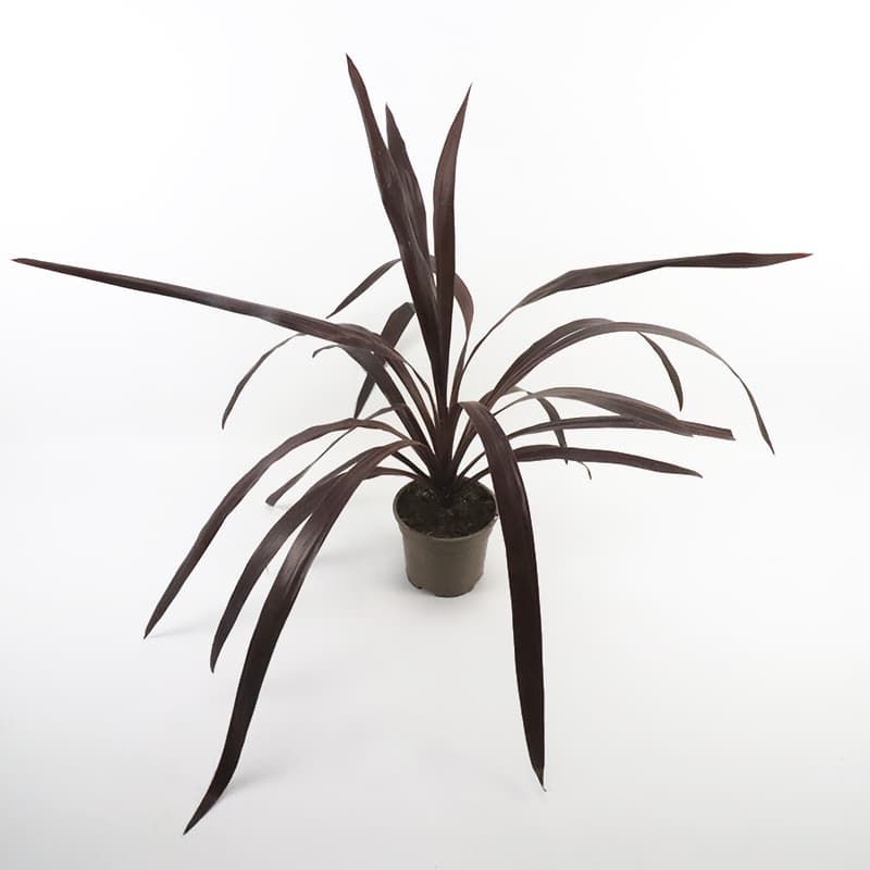 Cordyline 'Super Star' 2 Litres