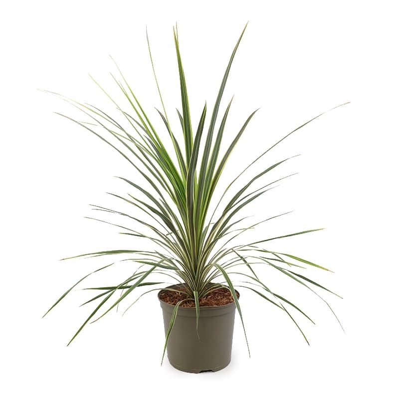 Cordyline 'Torbay Dazzler' 7.5 Litres