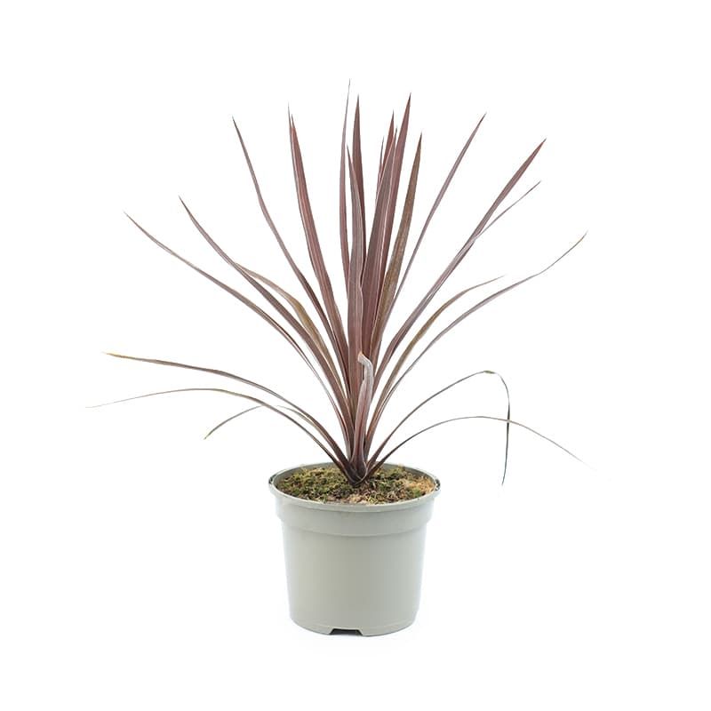 Cordyline 'Torbay Red' 2 Litres