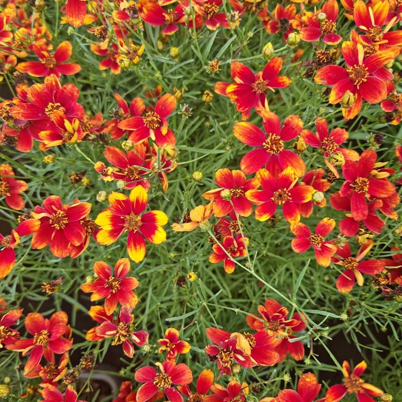 Coreopsis verticillata 'Sizzle & Spice Crazy Cayenne' 3 Litres