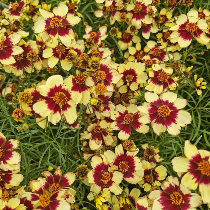 Coreopsis verticillata 'Sizzle & Spice Red Hot Vanilla' 3 Litres