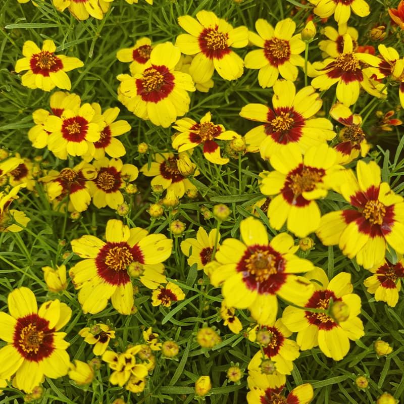 Coreopsis verticillata 'Sizzle & Spice Sassy Saffron' 3 Litres