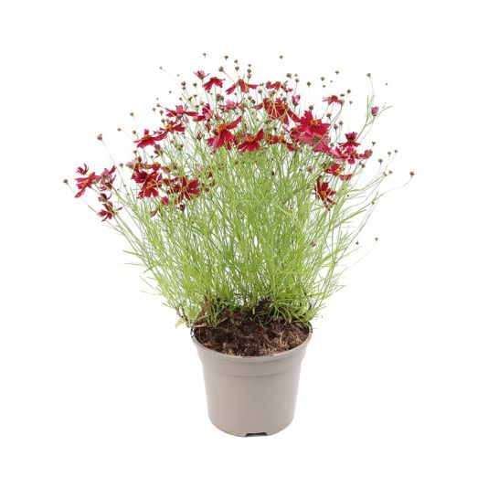 Coreopsis verticillata 'Ruby Red' 2 Litres