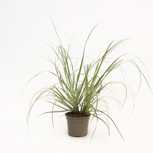 Cortaderia 'Silver Comet' 3 Litres