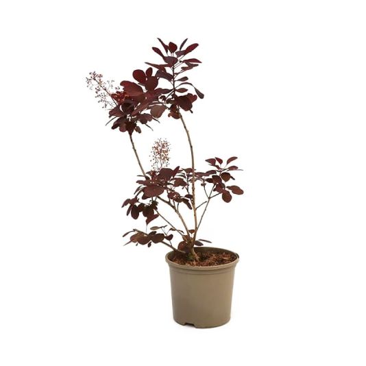 Cotinus coggygria 'Royal Purple' 3 Litres