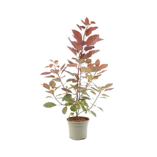 Cotinus 'Grace' 3 Litres