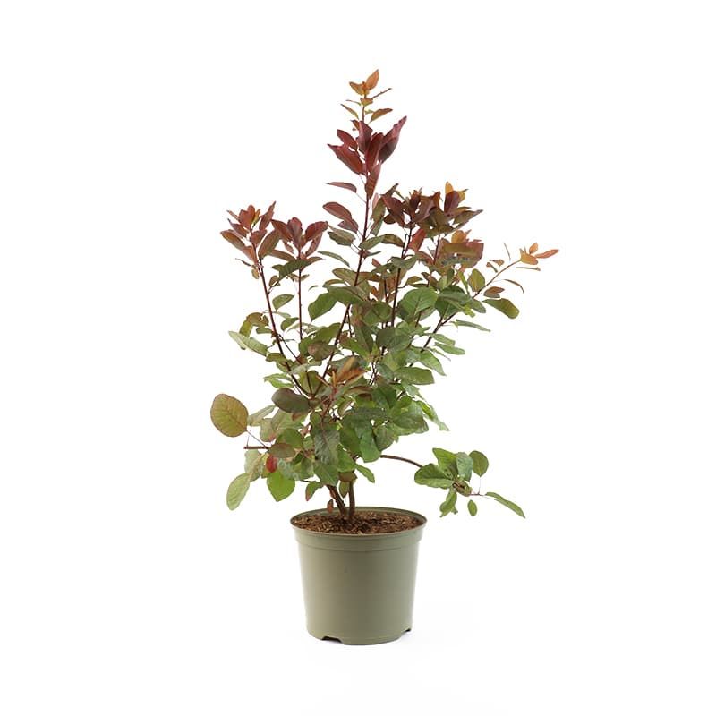 Cotinus 'Grace' 7.5 Litres