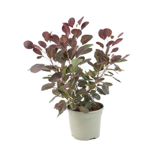 Cotinus 'Lilla' 3 Litres