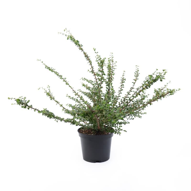 Cotoneaster horizontalis 2 Litres