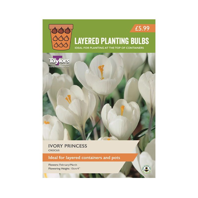 Crocus 'Ivory Princess'