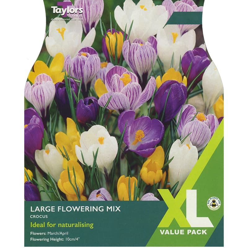 Crocus 'Large Flowering Mix'