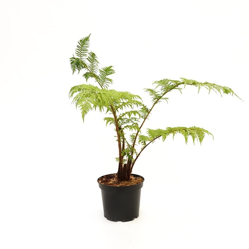 Cyathea cooperi 120cm 10 Litres