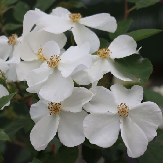 David Austin Shrub Rose 'Kew Gardens' 6 Litres