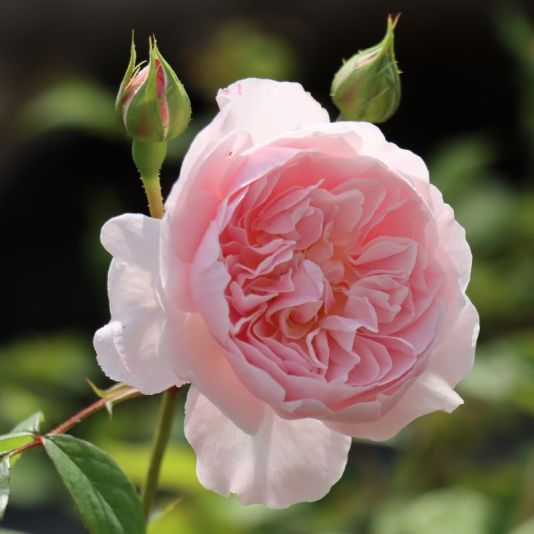 David Austin Shrub Rose 'Wisley 2008' 6 Litres