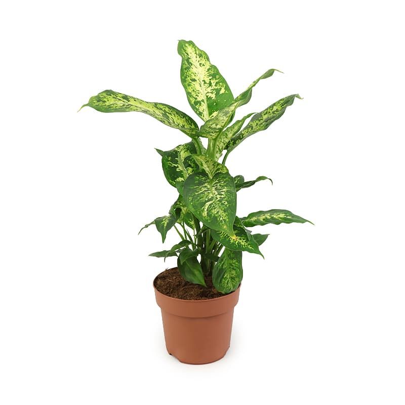 Dieffenbachia 'Compacta '