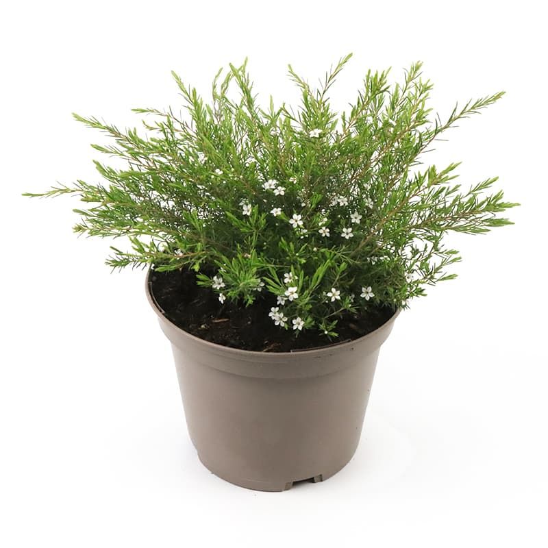 Diosma 'Pink Fountain' 3 Litres