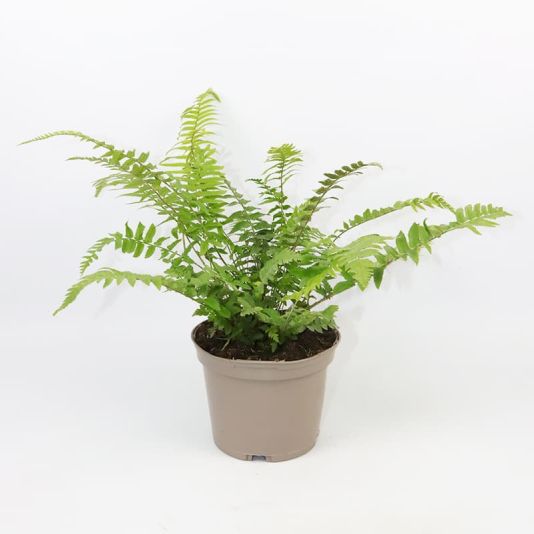 Dryopteris affinis 'Cristata' 1 Litre