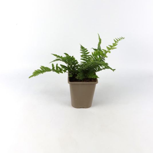 Dryopteris affinis 1 Litre