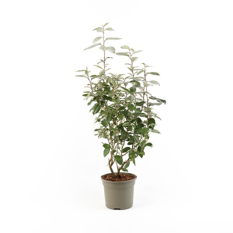 Elaeagnus x ebbingei Compacta 3 Litres