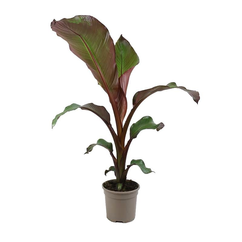 Ensete maurelii 3 Litres