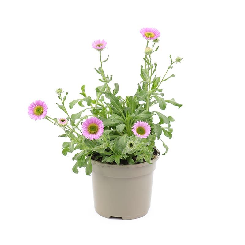 Erigeron glaucus 'Sea Breeze' 2 Litres