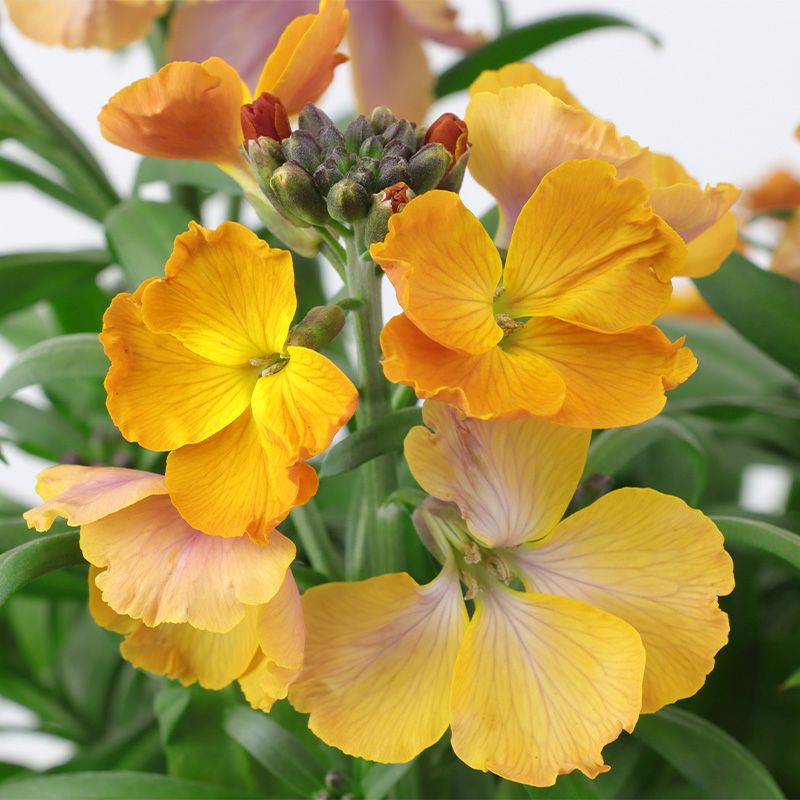 Erysimum 'Rysi Copper' 2 Litres