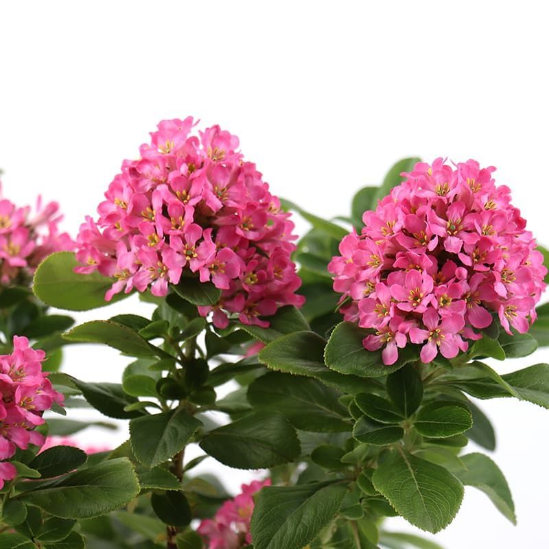 Escallonia 'Pink Elle' 3 Litres