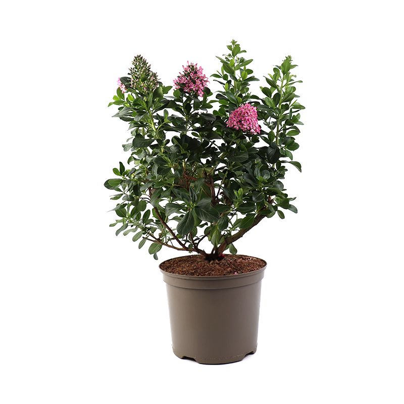 Escallonia 'Pink Elle' 7.5 Litres