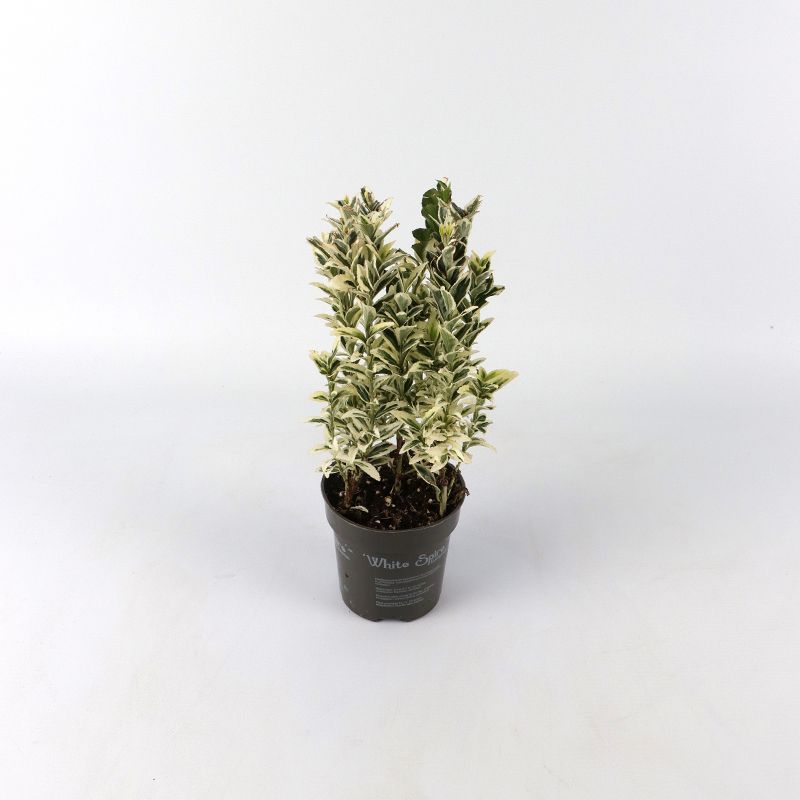 Euonymus japonicus 'White Spire' 9cm