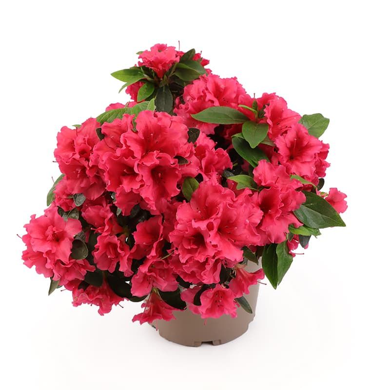 Azalea (evergreen) 'Red Wing' 3 Litres