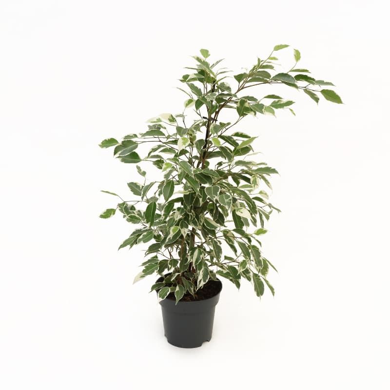 Ficus benjamina 'Twilight'