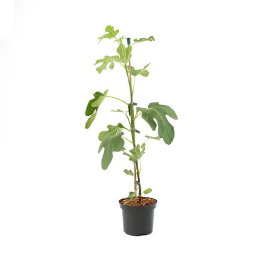 Ficus 'Brown Turkey' 3 Litres