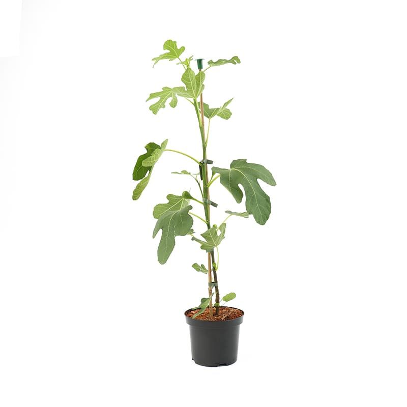 Ficus 'Brown Turkey' 3 Litres