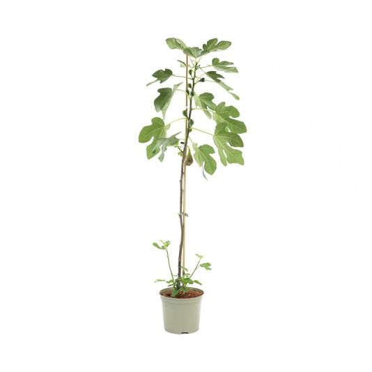 Ficus carica 'Brown Turkey' 7.5 Litre