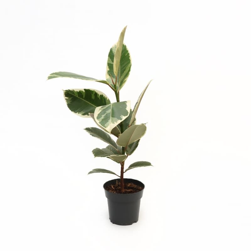 Ficus Elastica 'Tineke' - Foliage Houseplants - Tates