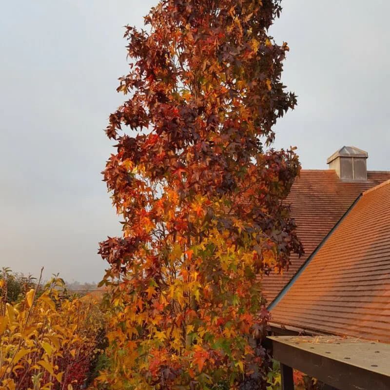 Liquidambar styraciflua 'Slender Silhouette' 12 Litres