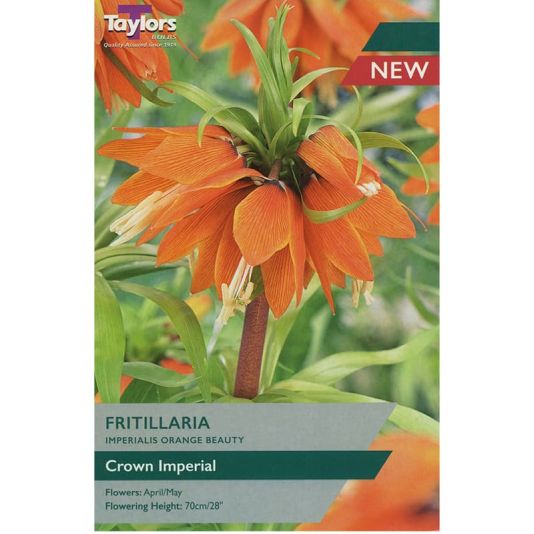 Fritillaria imperialis 'Orange Beauty'