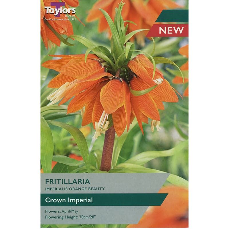 Fritillaria imperialis 'Orange Beauty'