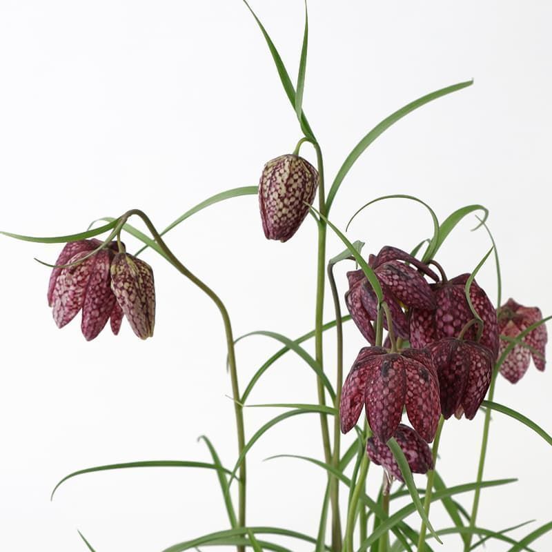 FRITILLARY SNAKES HEAD 1 LITRE FP - Potted Bulbs - Tates